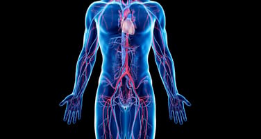  Cardiovasculair