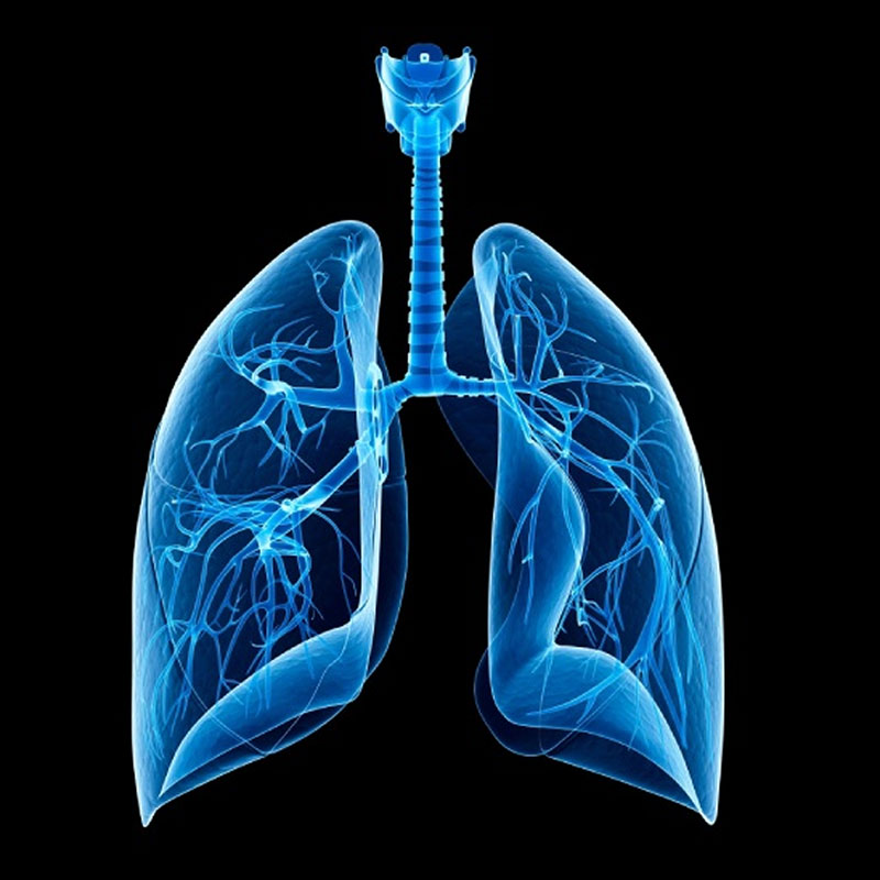 AMG_IMG_Science_Lungs_Dark